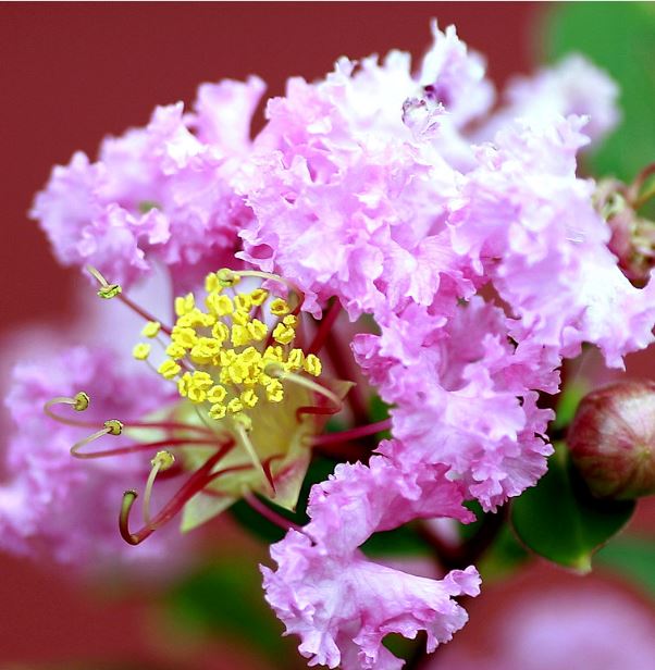 Hình ảnh về hoa tường vi đẹp nhất 13
