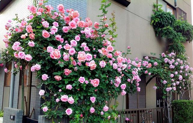 Hình ảnh đẹp nhất về loài hoa hồng leo 5
