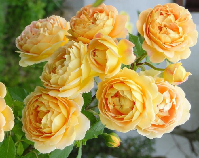 Hình ảnh đẹp nhất về loài hoa hồng leo 17