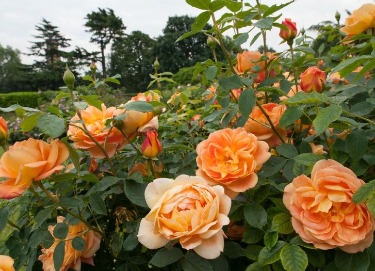 Hình ảnh đẹp nhất về loài hoa hồng leo 25