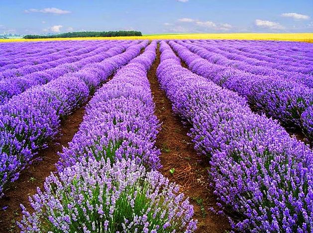 Hình ảnh đẹp nhất về hoa lavender 