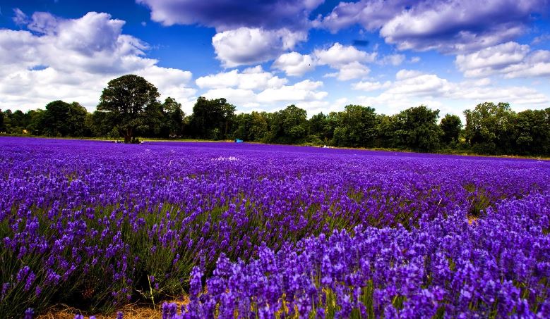 Hình ảnh đẹp nhất về hoa lavender 4
