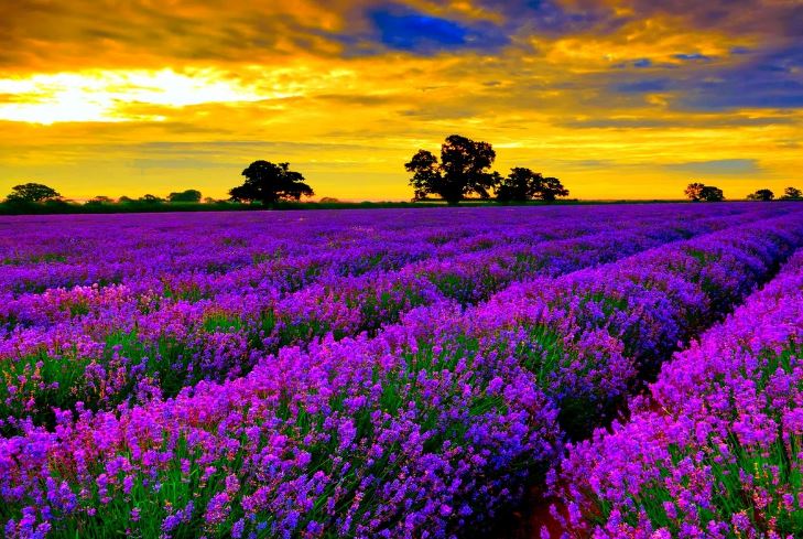 Hình ảnh đẹp nhất về hoa lavender 5 