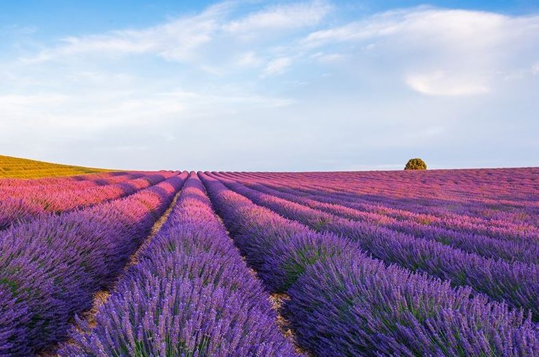 Hình ảnh đẹp nhất về hoa lavender 6