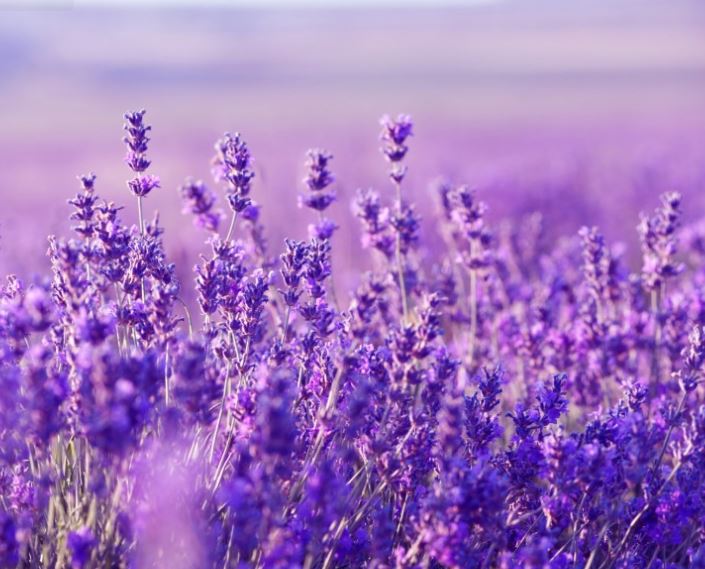 Hình ảnh đẹp nhất về hoa lavender 7