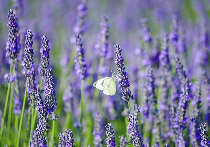 Hình ảnh đẹp nhất về hoa lavender 8