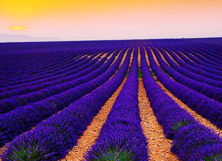 Hình ảnh đẹp nhất về hoa lavender 10