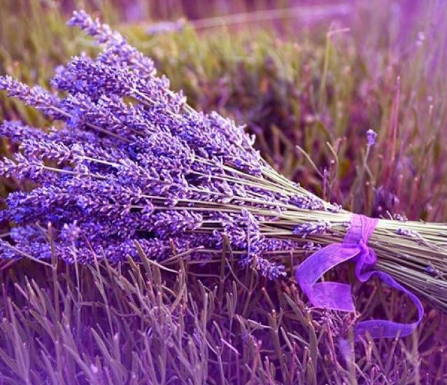 Hình ảnh đẹp nhất về hoa lavender 12
