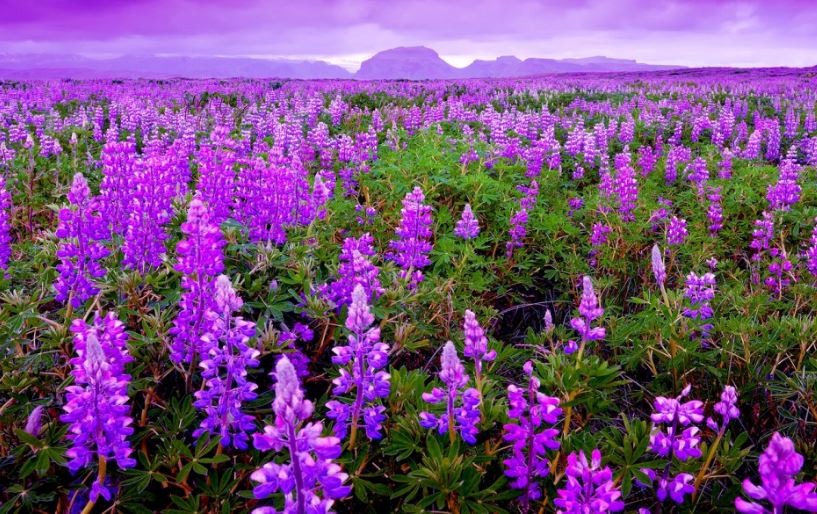 Hình ảnh đẹp nhất về hoa lavender 14