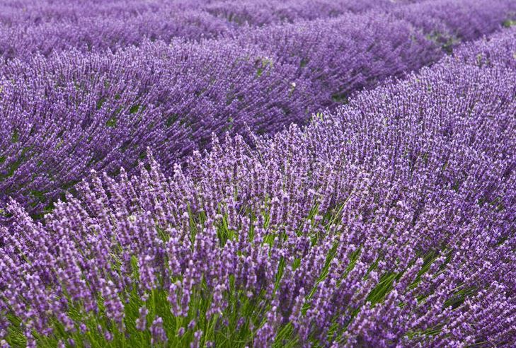 Nguồn gốc và ý nghĩa hoa lavender