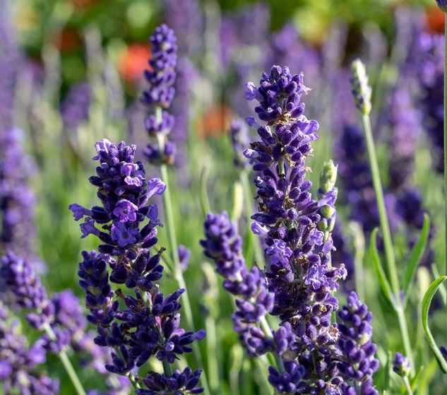 Kỹ thuật trồng hoa lavender