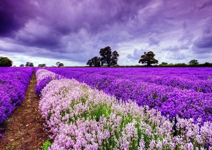 Các loại hoa lavender hiện nay
