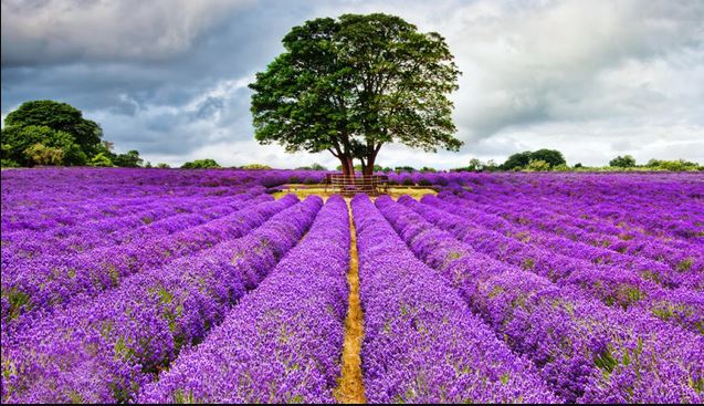 Cách chăm sóc hoa lavender