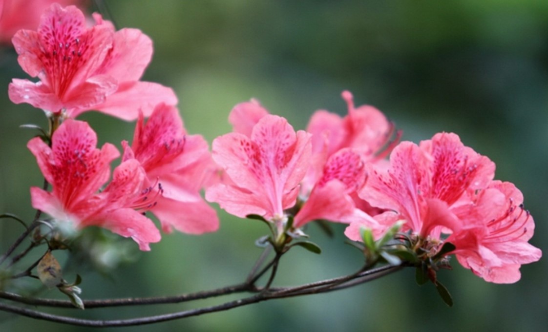 6 mẹo chăm sóc cây cảnh đỗ quyên để Tết Nguyên đán nở hoa rực rỡ