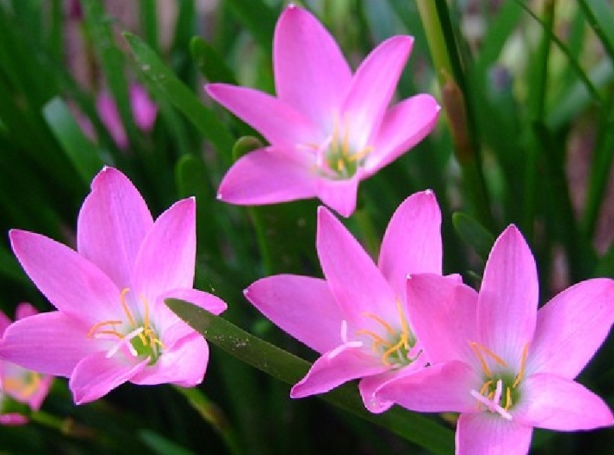 Hoa huệ  biểu tượng của loài hoa xứ sở  Agrivn