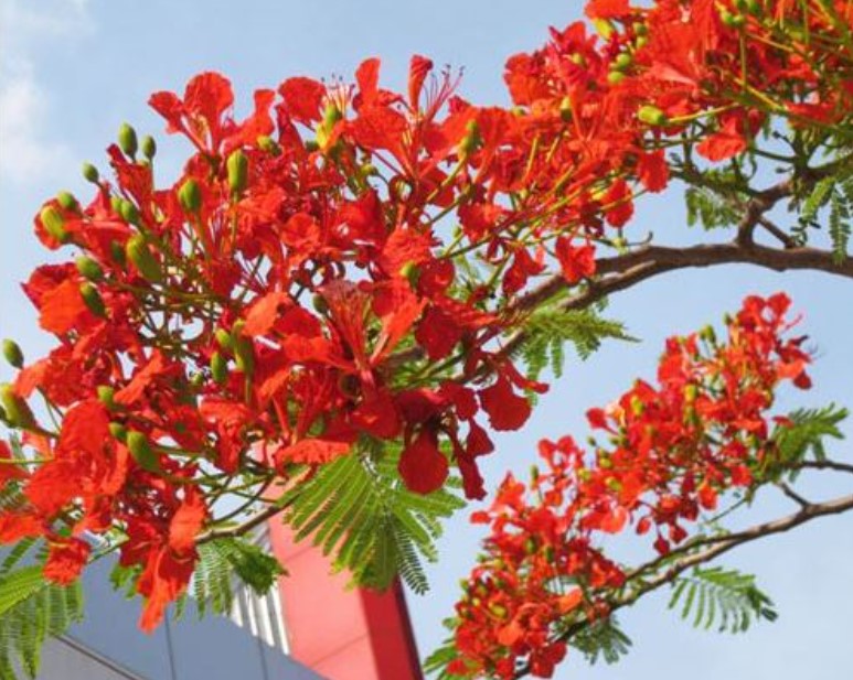 Hình ảnh đẹp về hoa phượng vĩ đẹp đỏ thắm sân trường  VFOVN