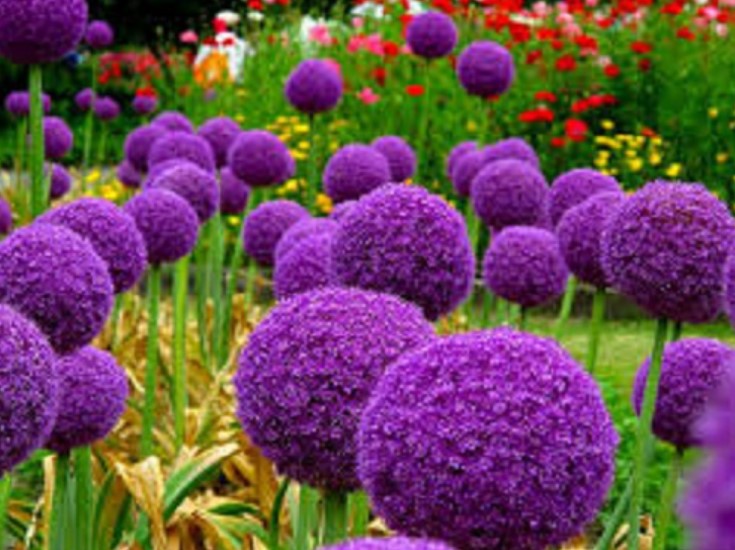 Bạn yêu hoa bồ công anh chứ? Nếu đúng vậy, thì hãy xem bức ảnh này để thấy sắc đẹp của loài hoa được yêu thích này. Với màu sắc tươi sáng và hình dáng đặc biệt, hoa bồ công anh xứng đáng để được trồng trong vườn của bạn.