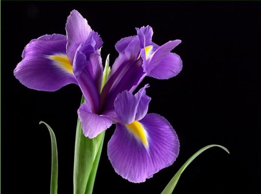 15 mẫu hình xăm hoa nhỏ xinh màu sắc thanh nhã  ELLE
