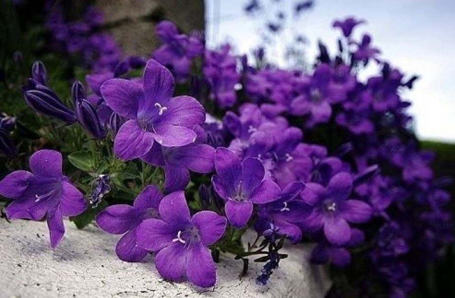 Hình ảnh đầy nghệ thuật của những bông hoa violet chắc chắn sẽ làm say mê những người yêu thích nghệ thuật và nghệ sĩ bởi sự tinh tế và độc đáo!