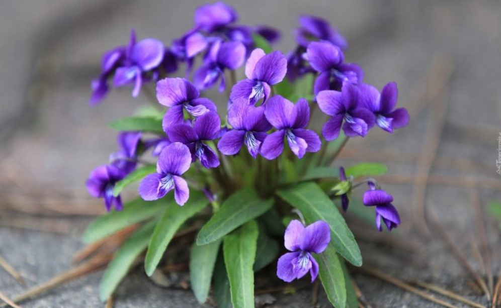 hinh anh hoa violet 15