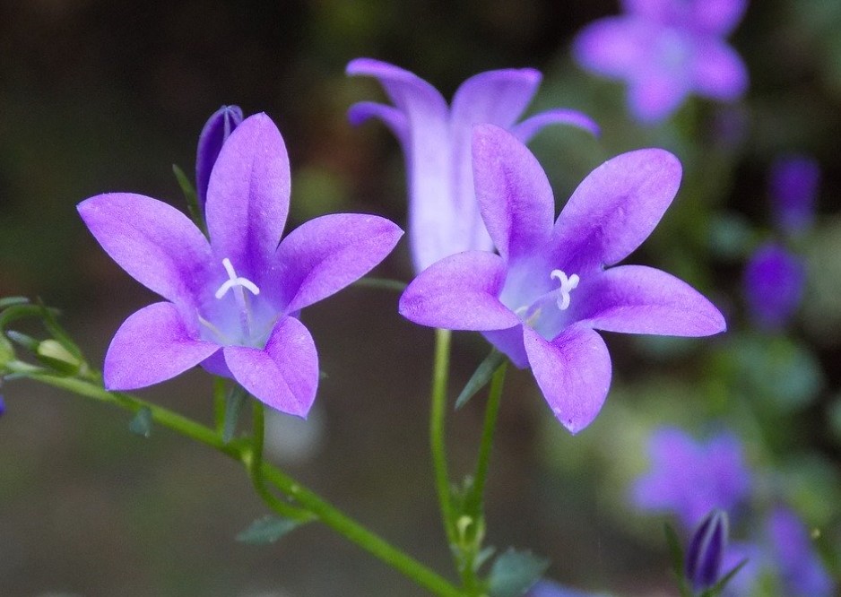 Hoa violet là hoa gì màu gì Ý nghĩa và cách cắm hoa violet đẹp