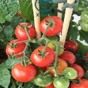 3 cách trồng cà chua trĩu quả bằng vật dụng dễ làm tại nhà
