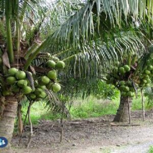 Cây dừa: đặc điểm, công dụng, kỹ thuật trồng và chăm sóc