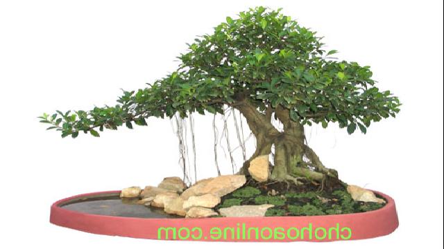 Cây Gừa (cây si)