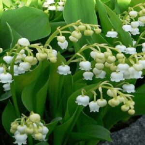 Hoa linh lan – loài hoa thơm nhất thế giới