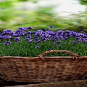 Cách trồng hoa oải hương Lavender chi tiết dễ làm tại nhà