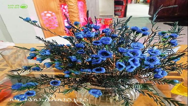 Hoa thanh liễu xanh