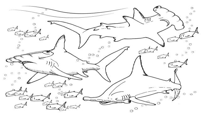Hammerhead shark coloring